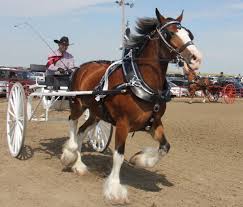 Draft Horses